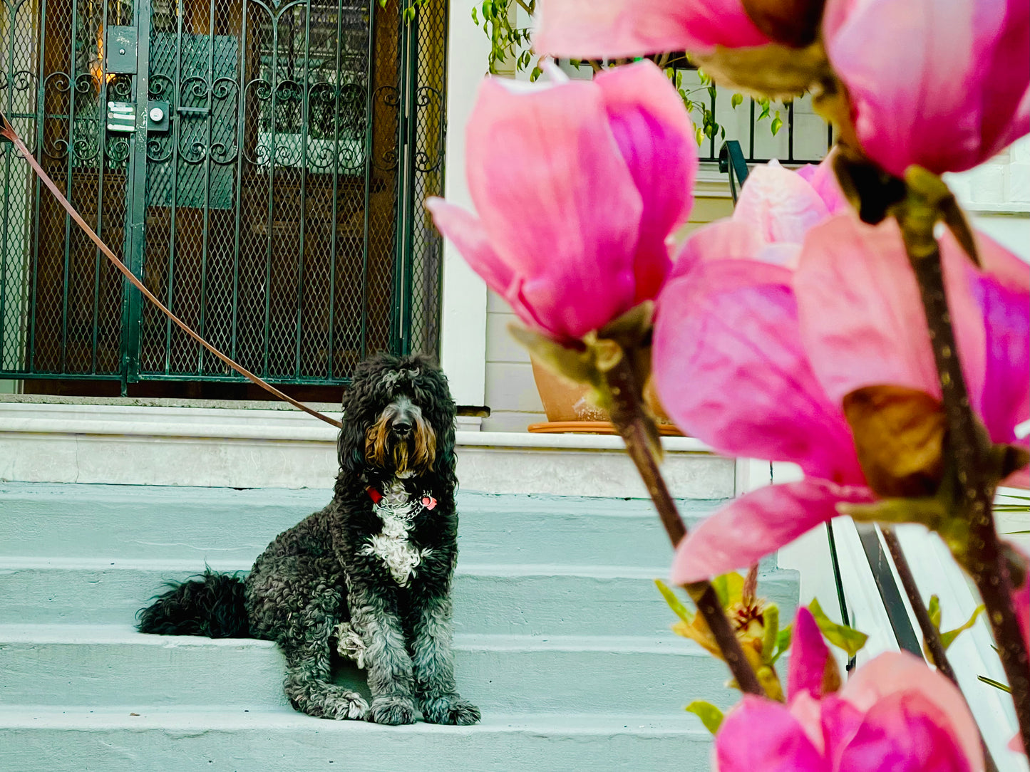 "Pretty in Pink" by Anita Beshirs