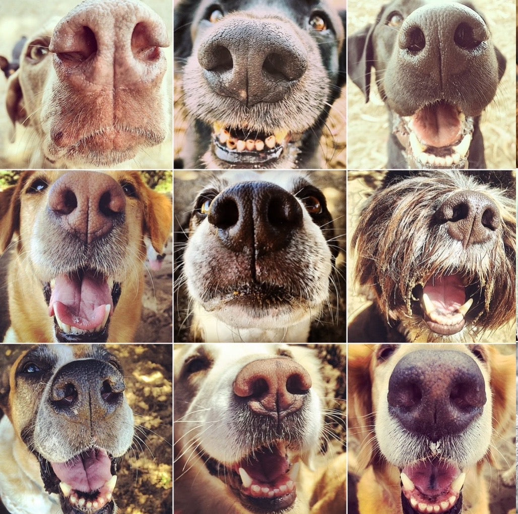 "Snouts 1" by Leslie Goodwin