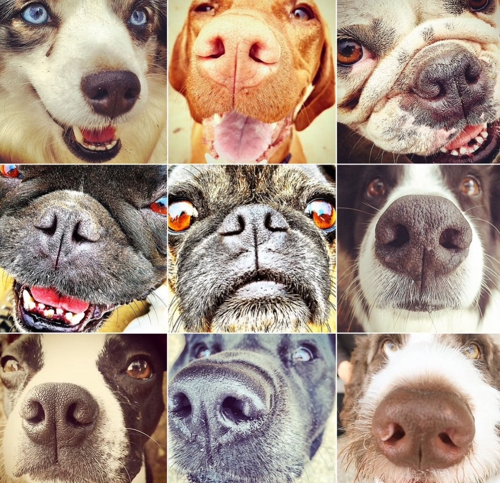 "Snouts 3" by Leslie Goodwin