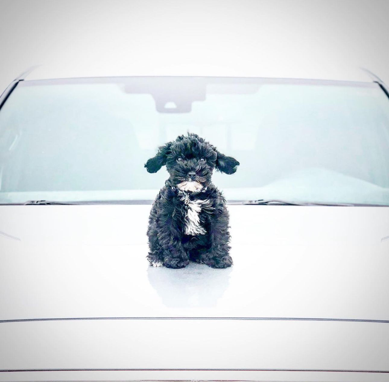 "Baby Yoda Car Surfer" by Leslie Goodwin