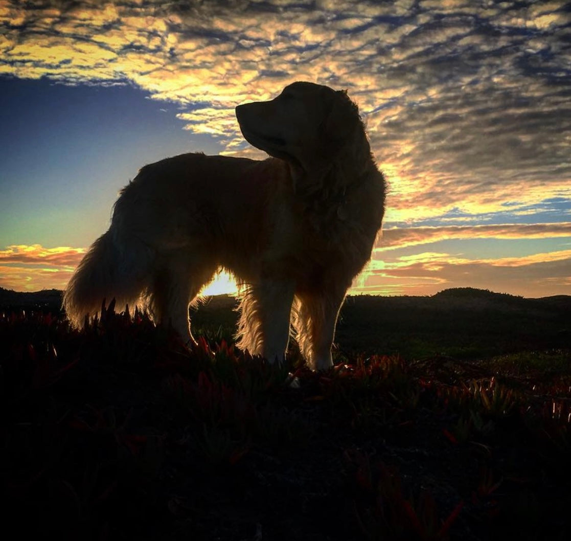 "Golden Sunset" by Leslie Goodwin