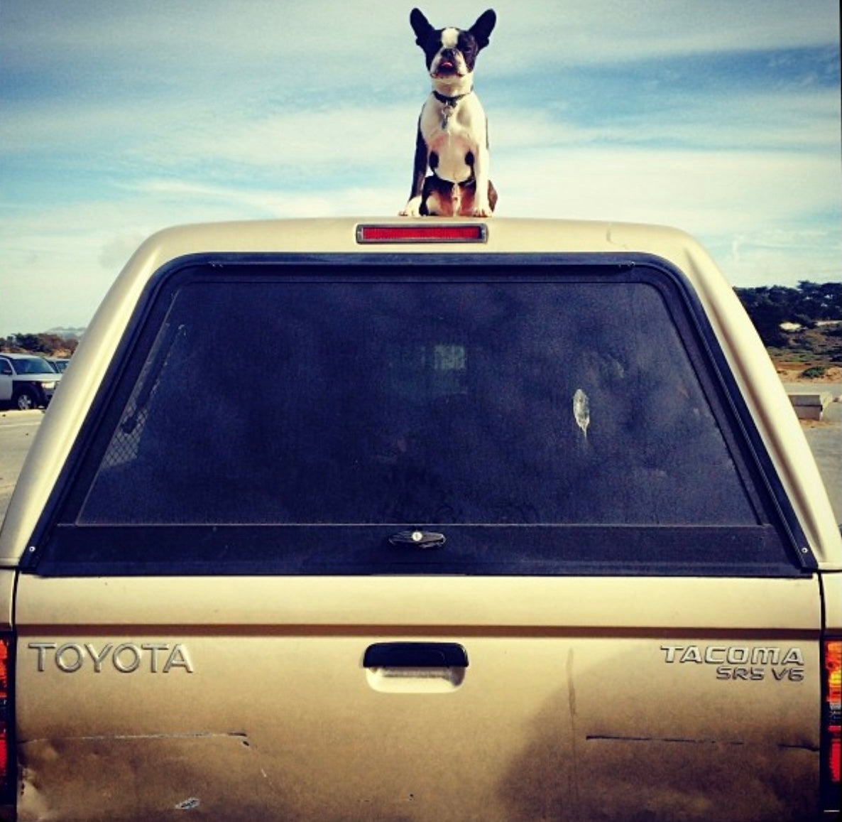 "Little Car Surfer" by Leslie Goodwin
