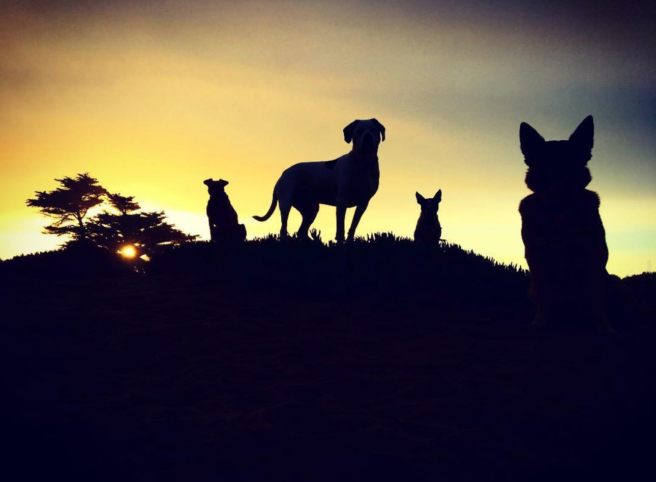 "Safari's Silhouettes" by Leslie Goodwin
