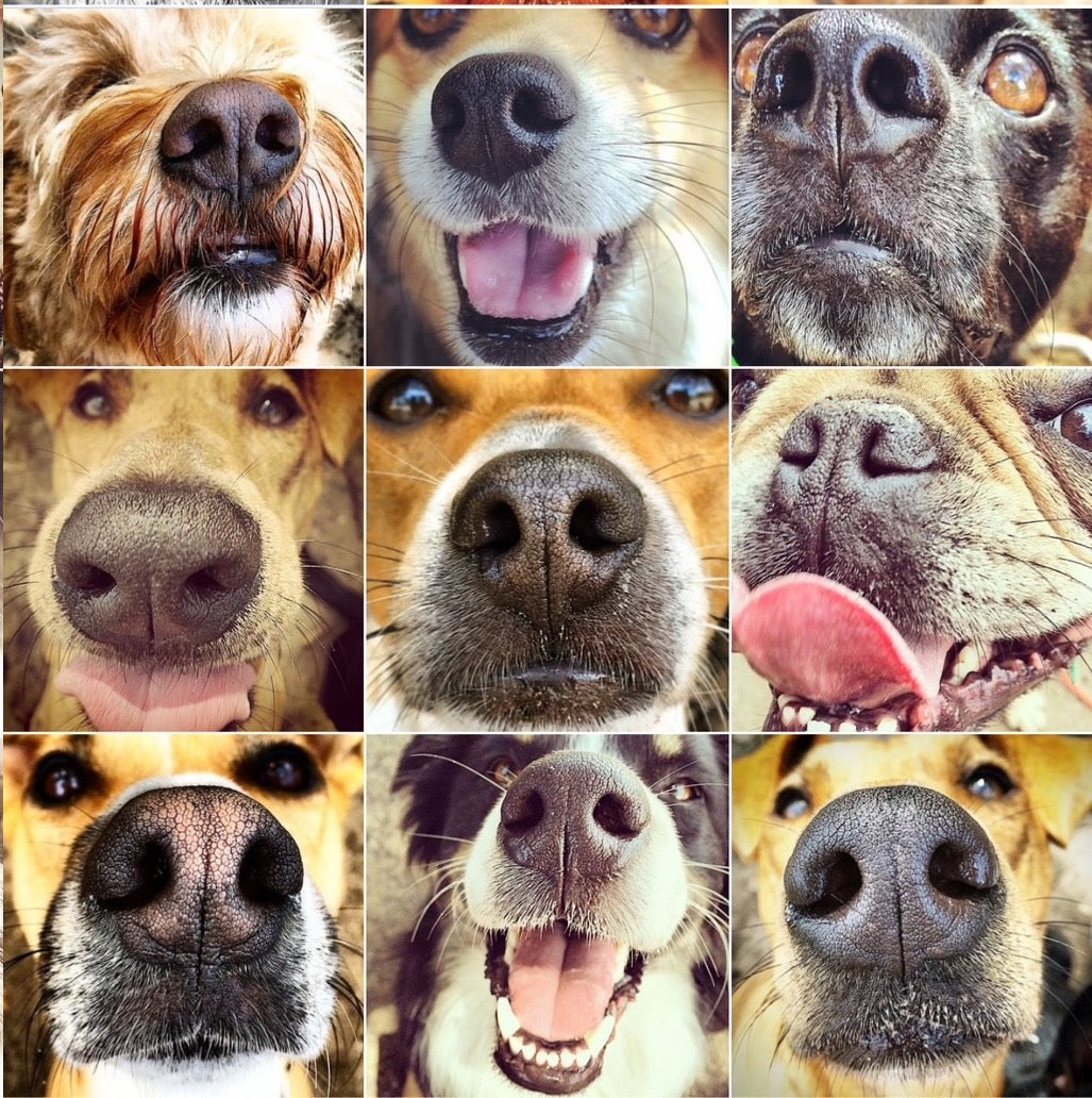 "Snouts 4" by Leslie Goodwin