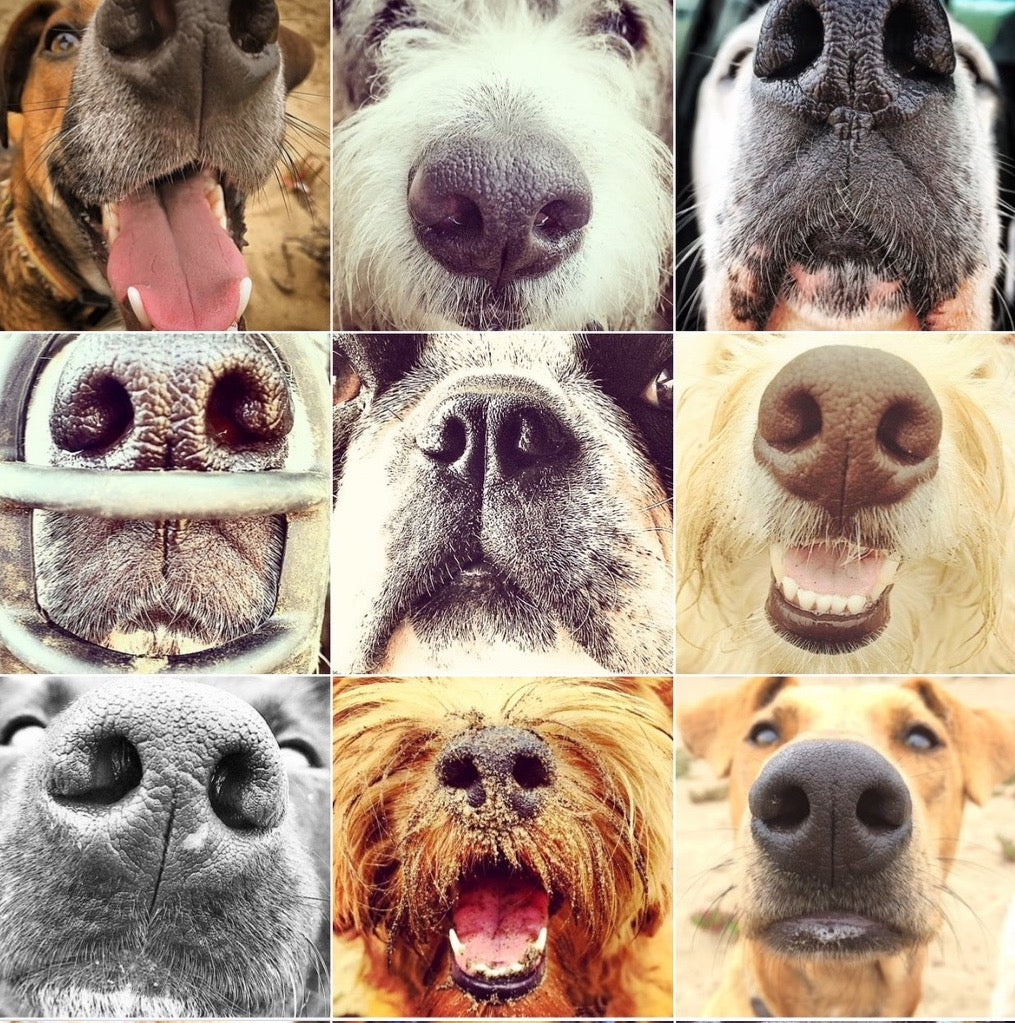 "Snouts 2" by Leslie Goodwin