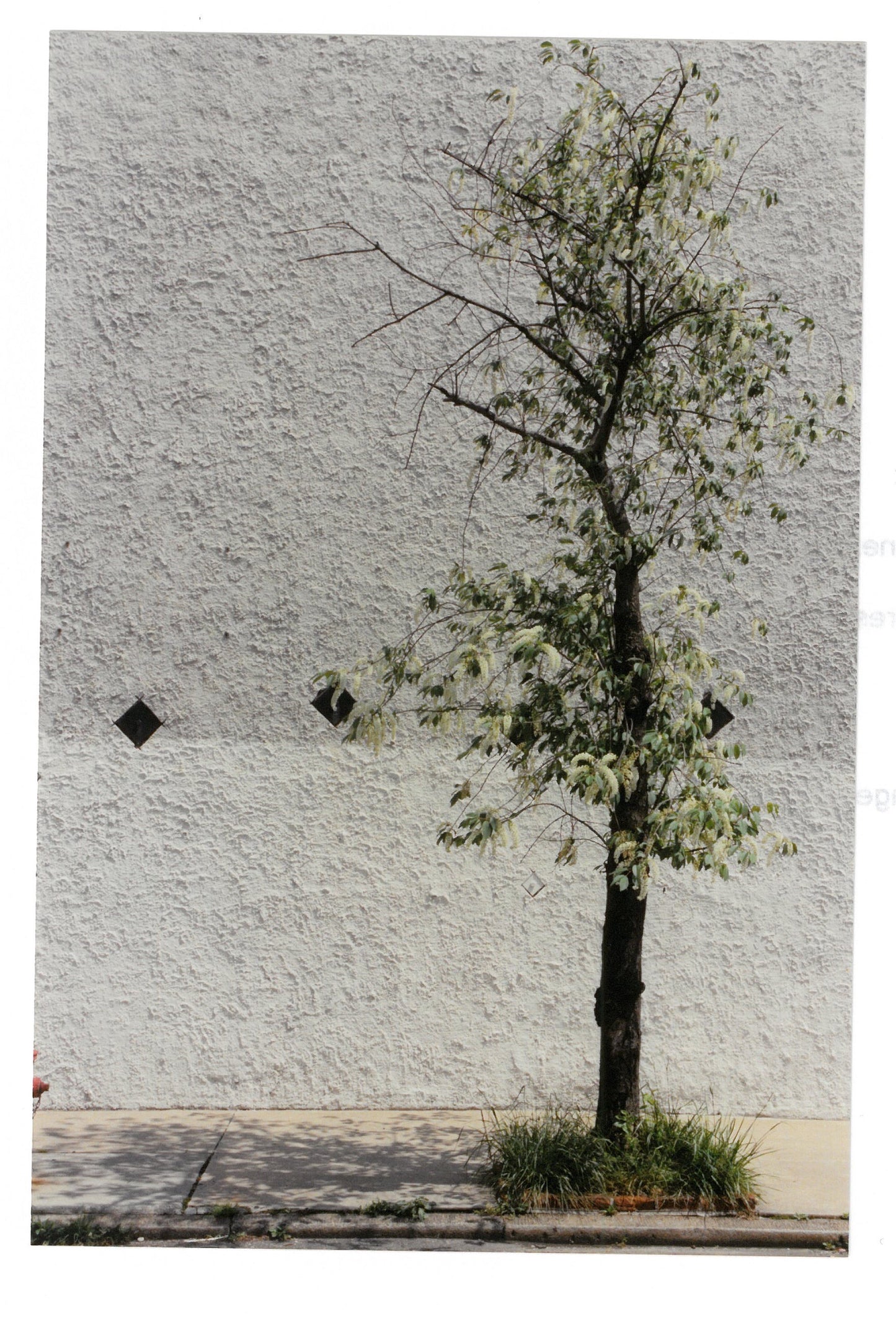 "Tree 1" by James R. Lucas