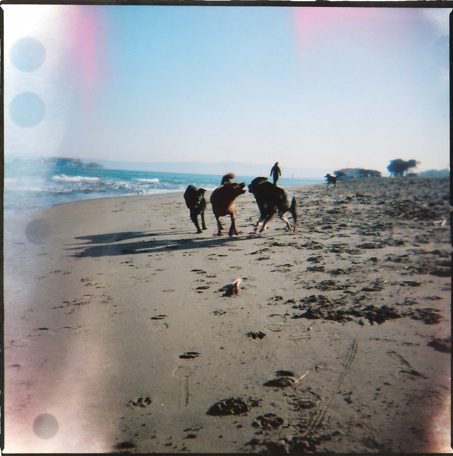 "Holga Hounds, 2" by Julie Peisner