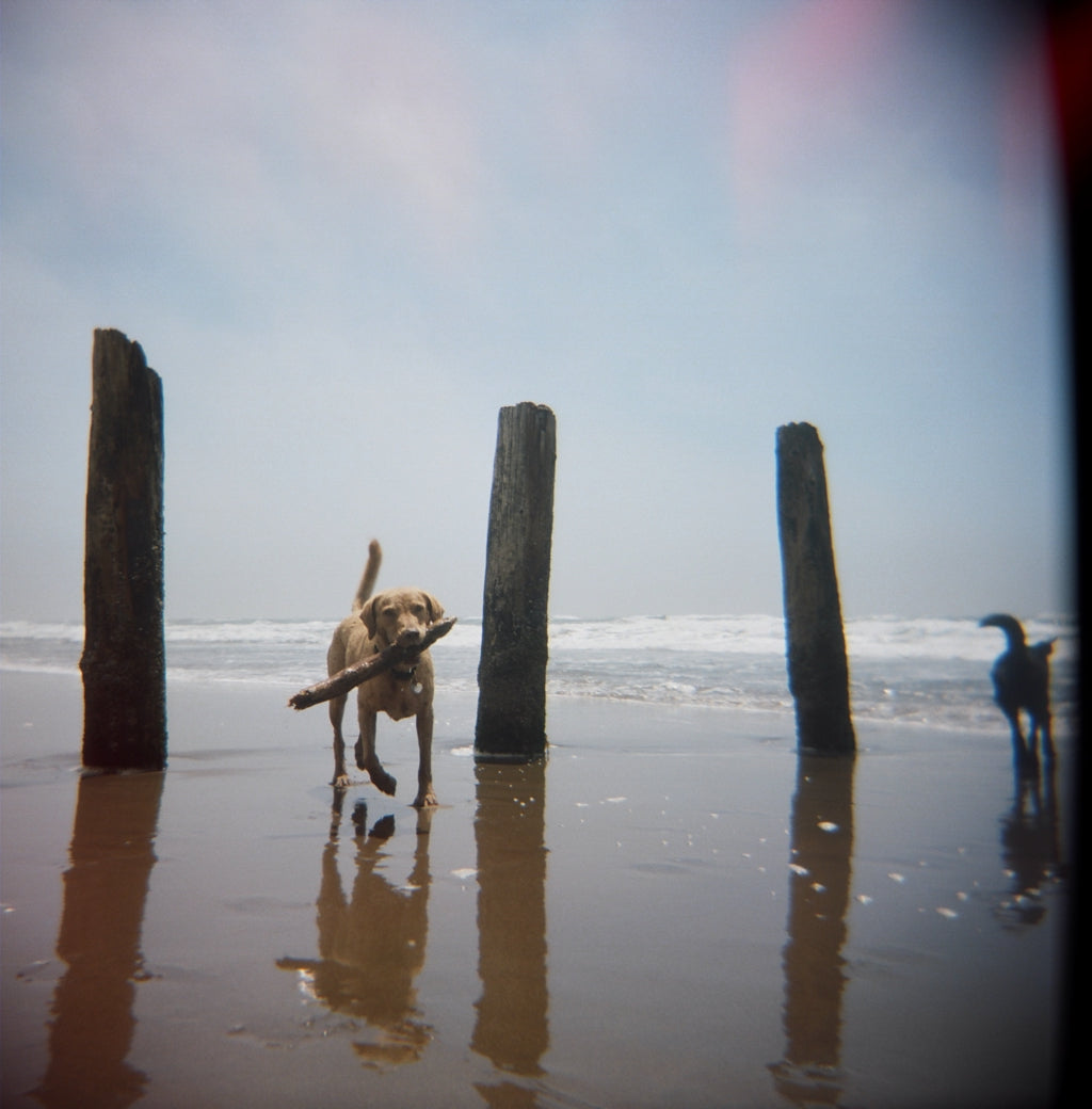"Holga Hounds, 3" by Julie Peisner