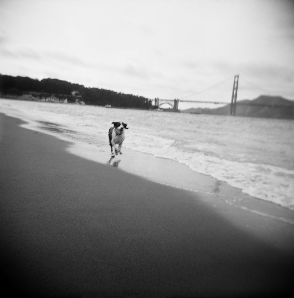 "Holga Hounds, 4" by Julie Peisner