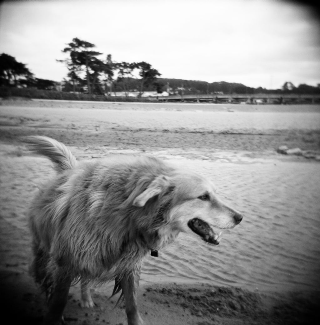 "Holga Hounds, 6" by Julie Peisner