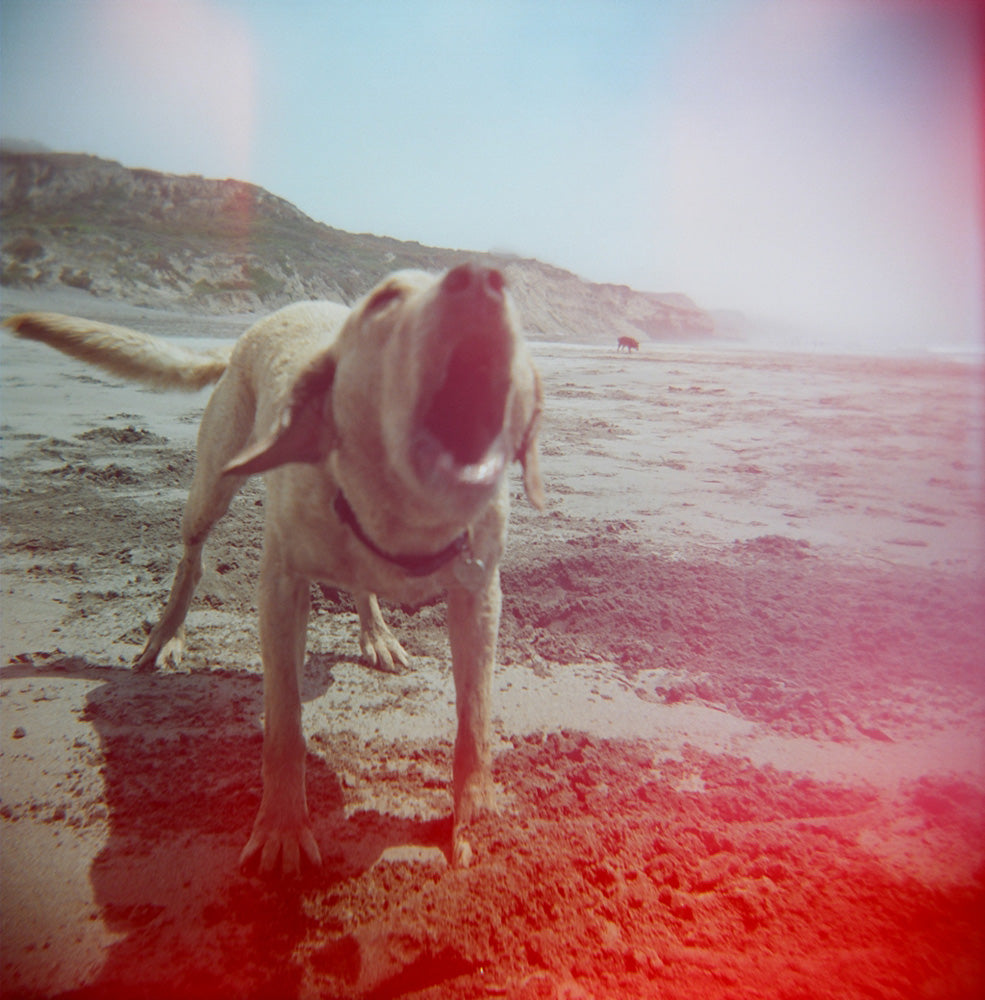 "Holga Hounds, 7" by Julie Peisner