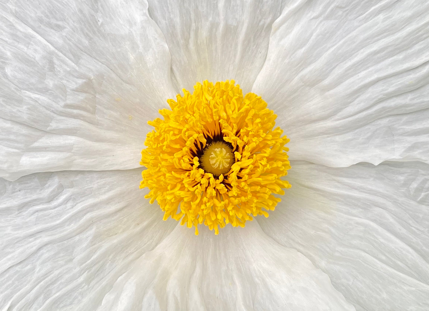 "Fried Egg Plant" by Anne-Louise Pettersson