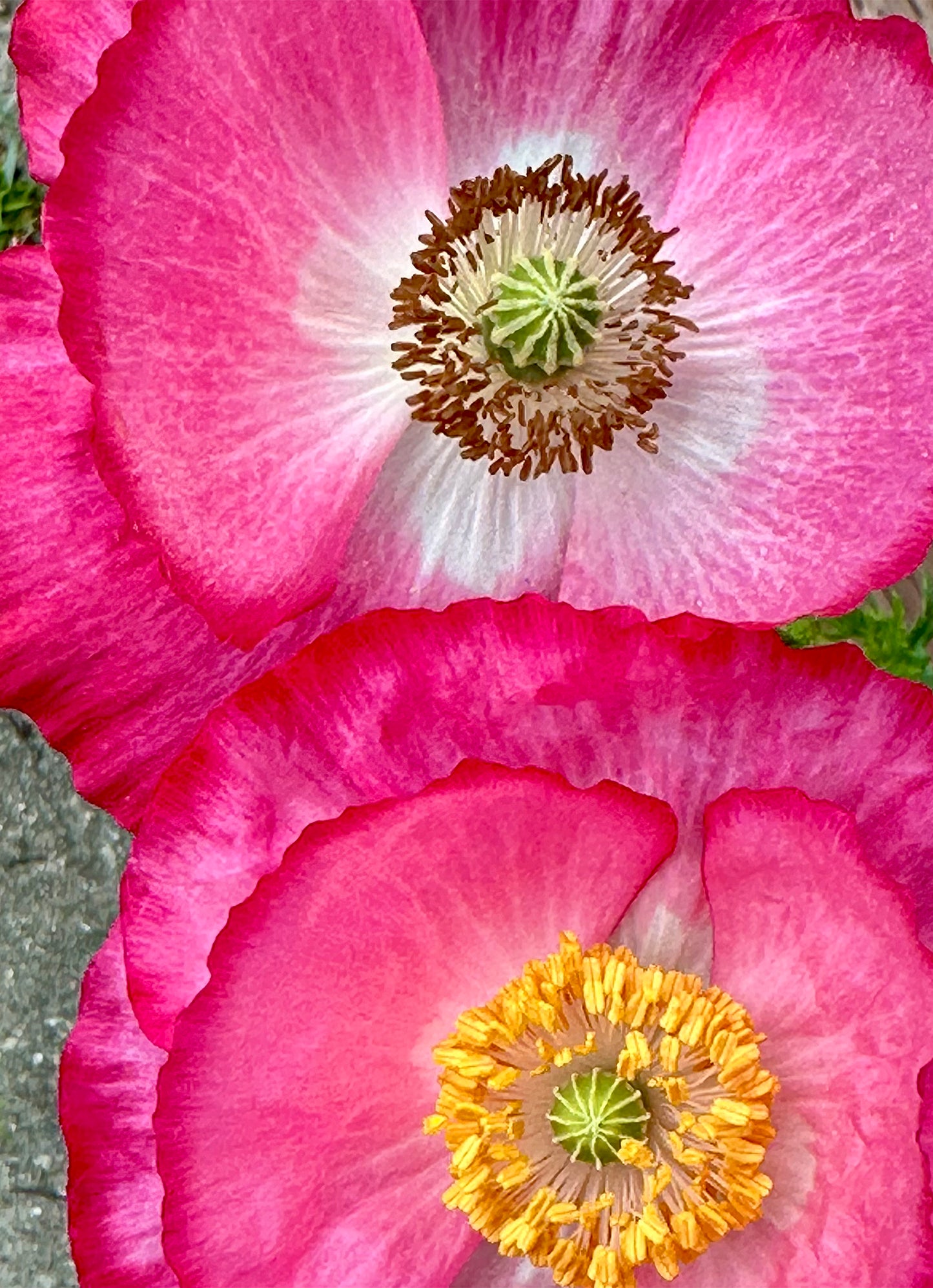 "Poppies" by Anne-Louise Pettersson