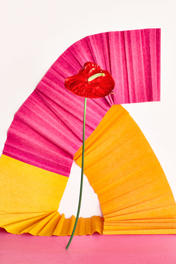 "Red Anthurium Flower and Paper" by Desirée Pfeiffer
