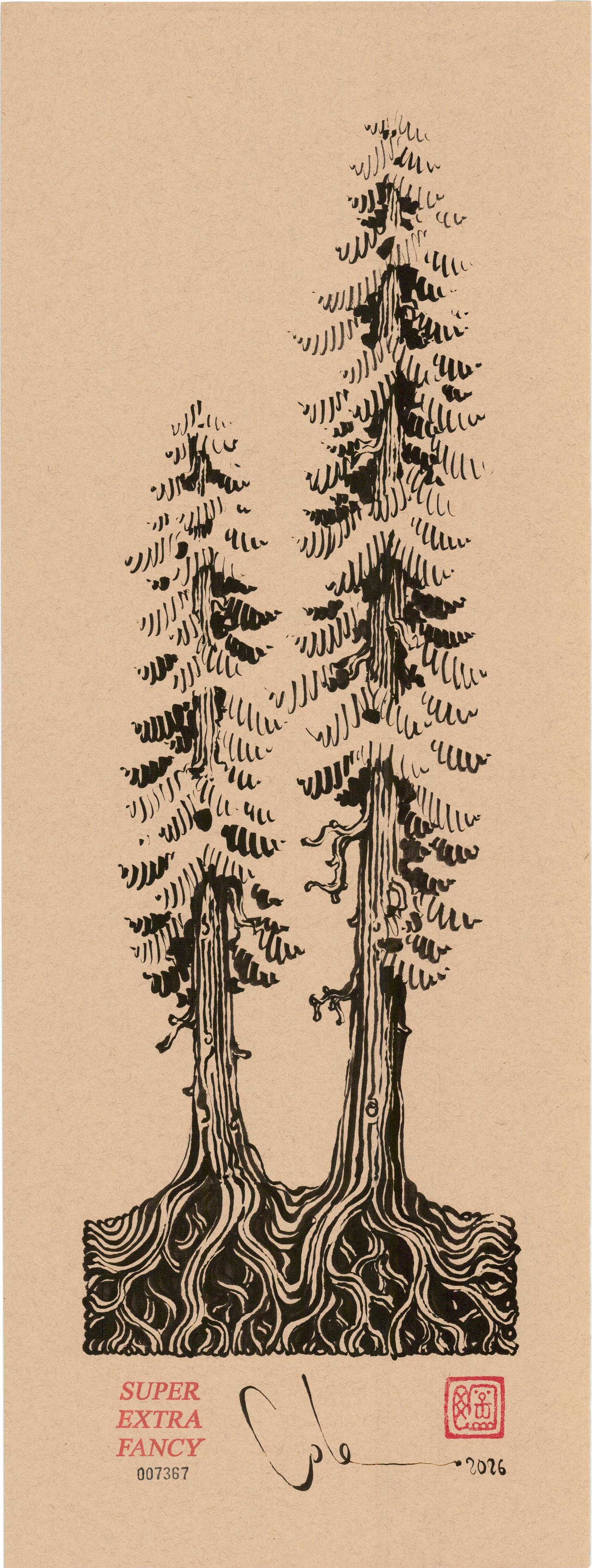 "Pair of Redwoods Drawing #7367" by Cole Skaggs