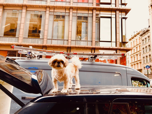 "Manhattan Shih Tzu" by Anita Beshirs