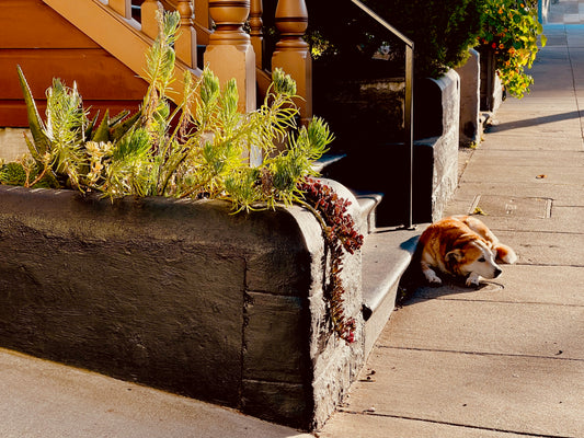 "Nap" by Anita Beshirs