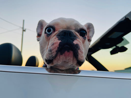 "Gracie's Ride" by Anita Beshirs