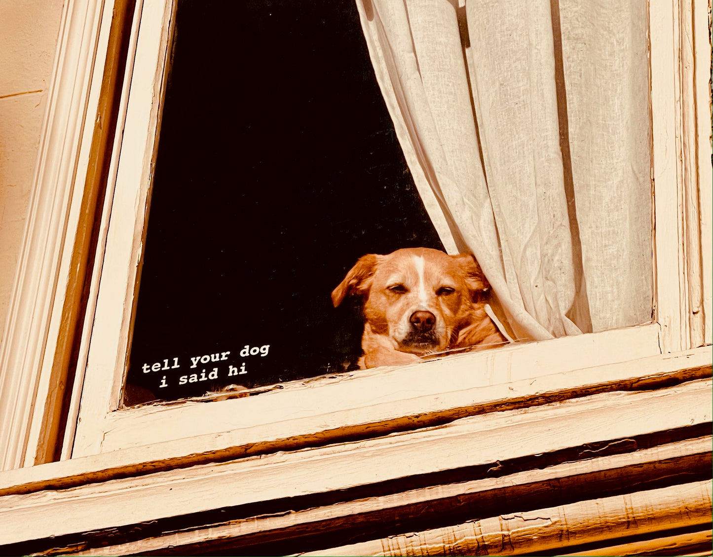 "Tell Your Dog" by Anita Beshirs