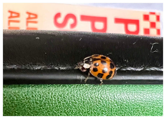 "It Pays To Be a Lady" by Yvette Fagan