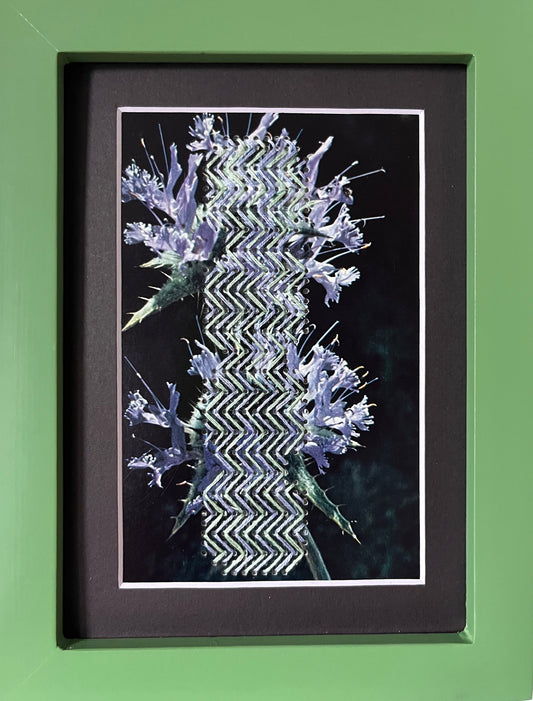 "Sage Thistle" by Chandra Gandolfo