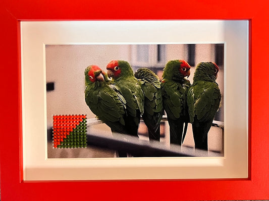 "Wild Parrots of San Francisco" by Chandra Gandolfo