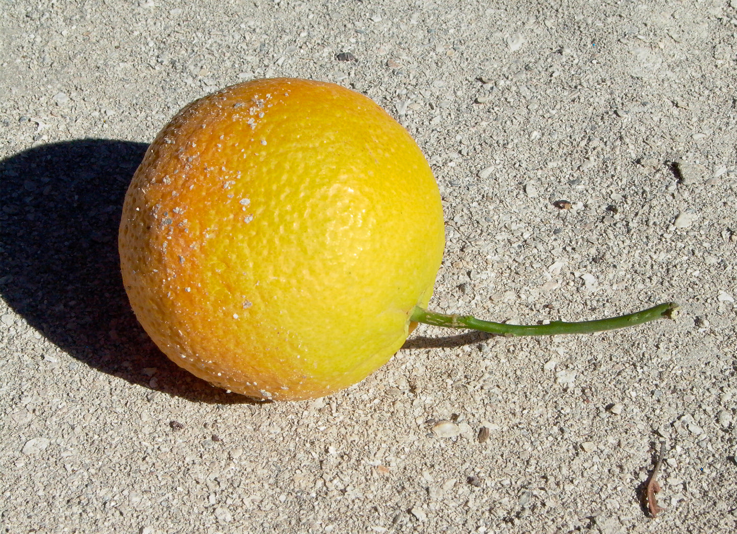 "Orange" by Anne-Louise Pettersson