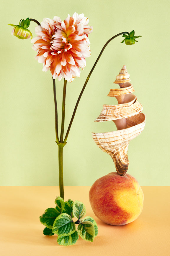 "Dahlia, Shell, and Peach" by Desirée Pfeiffer