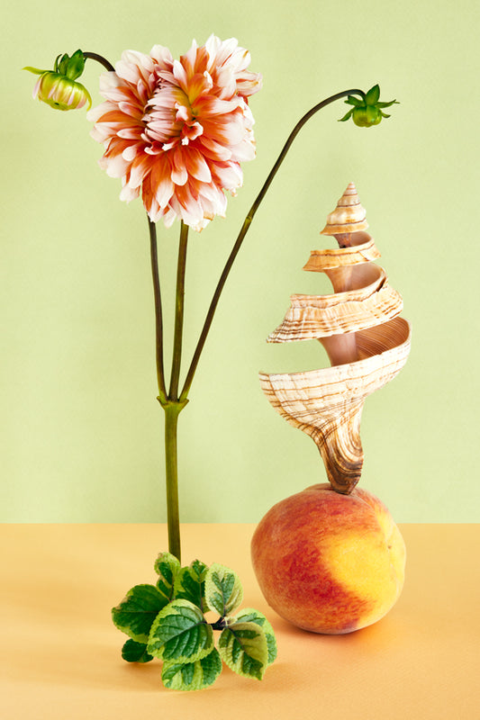 "Dahlia, Shell, and Peach" by Desirée Pfeiffer