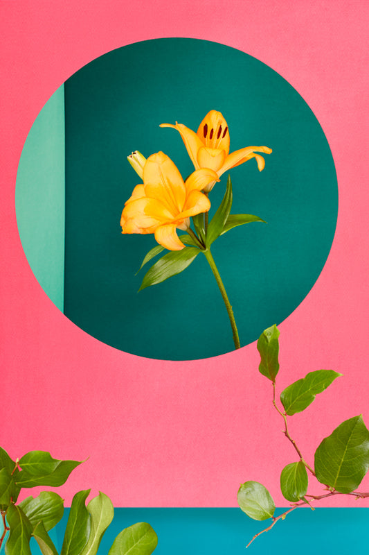 "Still Life With Orange Stargazer" by Desirée Pfeiffer