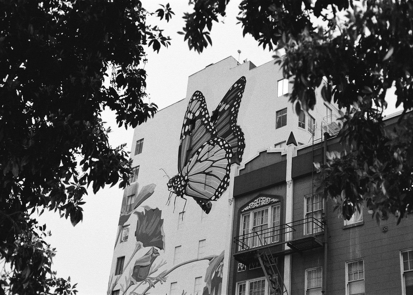 "Urban Monarch" by Alfredo Sainz