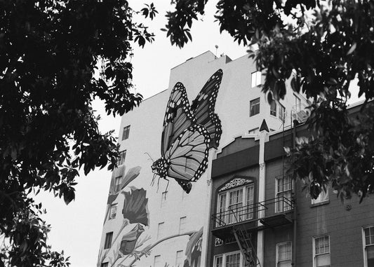 "Urban Monarch" by Alfredo Sainz