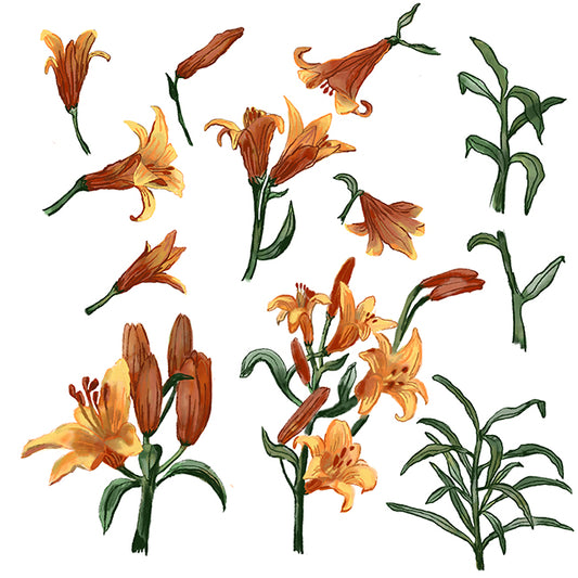 "African Queen Lily" Botanical Illustration series by David Starfas