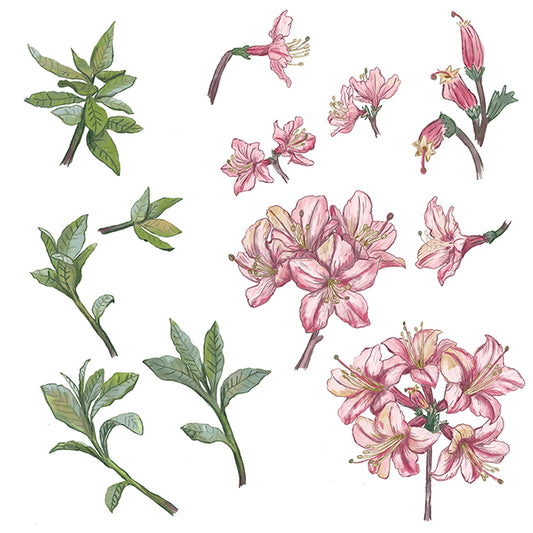 "Azaleas" Botanical Illustration series by David Starfas