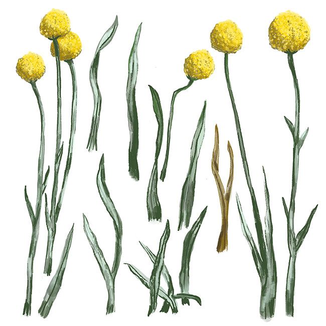 "Craspedia" Botanical Illustration series by David Starfas