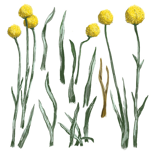 "Craspedia" Botanical Illustration series by David Starfas