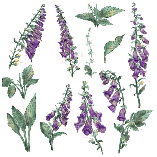 "Foxglove" Botanical Illustration series by David Starfas