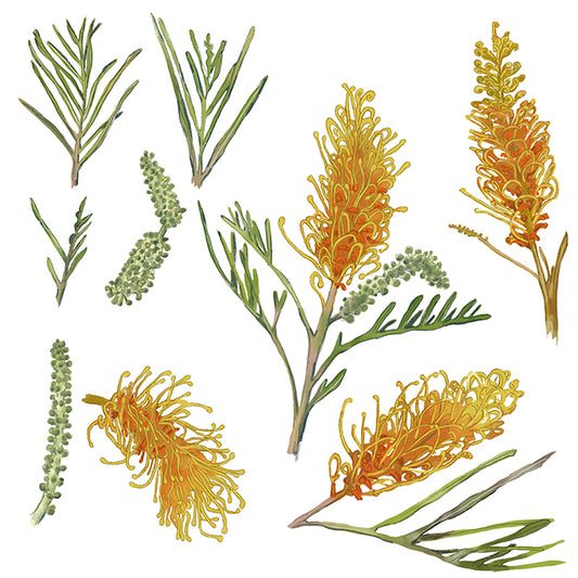 "Grivellia" Botanical Illustration series by David Starfas