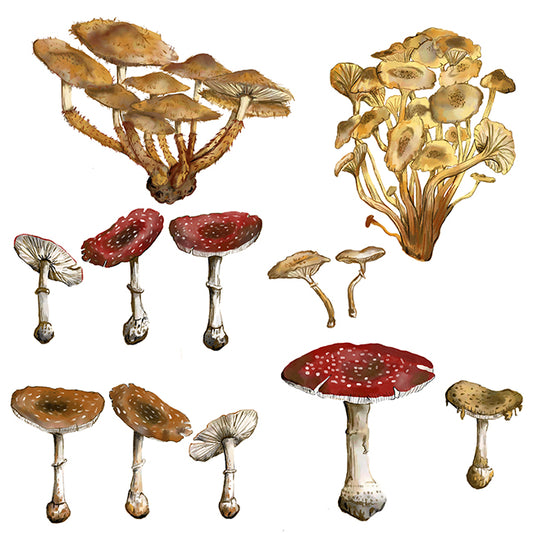"Mushrooms" Botanical Illustration series by David Starfas (Copy) (Copy)