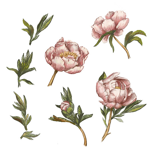 "Peonies" Botanical Illustration series by David Starfas (Copy)