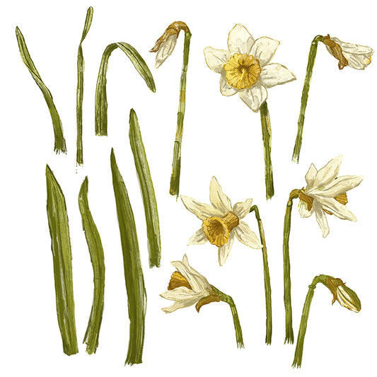 "Daffodil" Botanical Illustration series by David Starfas